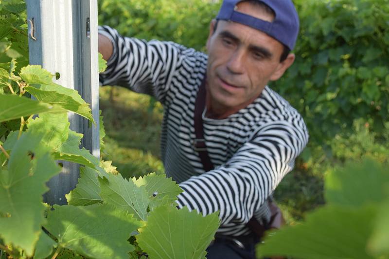 První hrozny raritní odrůdy Augustovskij posbírali na burčák v úterý ráno vinohradníci ve vinicích Chateau Valtice v Dolních Dunajovicích. První letošní burčák bude ve Valticích v prodeji už v sobotu.