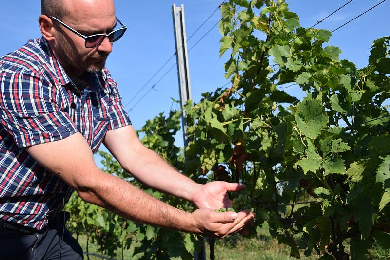 První hrozny raritní odrůdy Augustovskij posbírali na burčák v úterý ráno vinohradníci ve vinicích Chateau Valtice v Dolních Dunajovicích. První letošní burčák bude ve Valticích v prodeji už v sobotu.