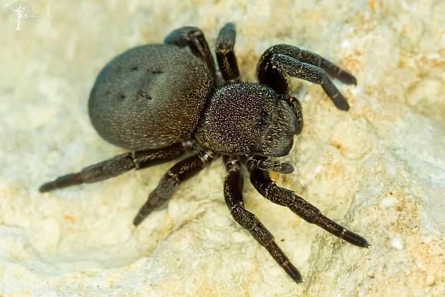 Řidička se lekla pavouka a vyjela v Jaroměřicích ze silnice. Zranila se