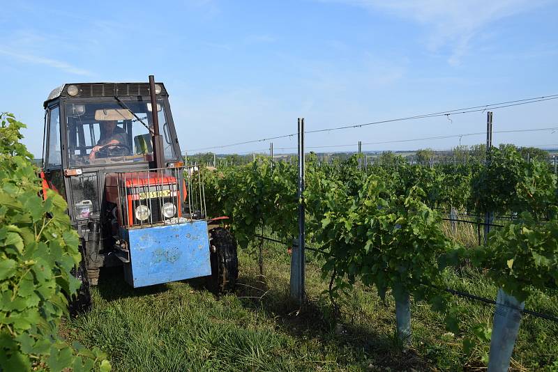 První hrozny raritní odrůdy Augustovskij posbírali na burčák v úterý ráno vinohradníci ve vinicích Chateau Valtice v Dolních Dunajovicích. První letošní burčák bude ve Valticích v prodeji už v sobotu.