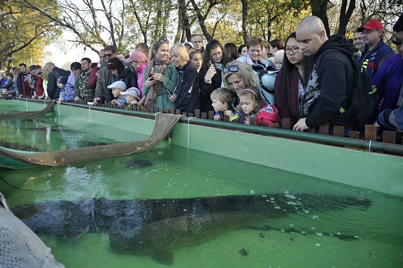 Na slavnostní  výlov Vrkoče u Pohořelic se přišly podívat desítky tisíc lidí, spořádají sedm tun rybích specialit.