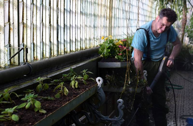 Zahradnice a zahradníci intenzivně připravují skleník v lednickém zámeckém parku na brzké otevření.