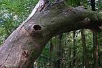 Krajinu na Pohansku a v oblasti Soutoku tvoří zbytek přirozených lužních porostů pralesovitého charakteru, některé stromy jsou staré stovky let.