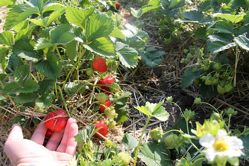 O zhruba dva týdny dřív letos začal samosběr jahod v Moravském Žižkově na Břeclavsku. Hned první den plnily košíky oblíbeným ovocem stovky lidí.