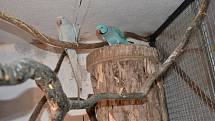 Pepík Jílek z Velkých Pavlovic se několik let věnuje chovu papoušků. Ve voliérách na dvoře jich má pět desítek.