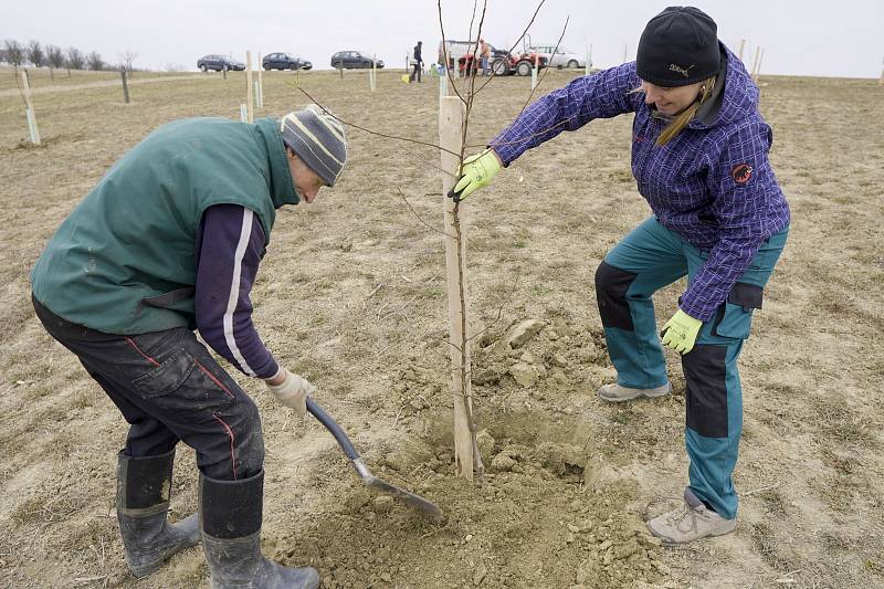 Mandloňové sady v Hustopečích se rozrostly o patnáct nových druhů tohoto stromu. Arboretum u rozhledny má zpestřit návštěvu turistům. O mandloních se na místě mnohé dozvědí. Za výsadbou stojí majitelka Hustopečské mandlárny Kateřina Kopová. 24. března 202