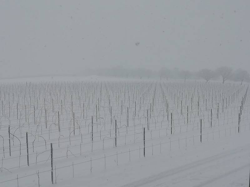 Zasněžení vinohrady ve Valticích na Břeclavsku