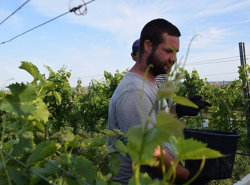 První hrozny raritní odrůdy Augustovskij posbírali na burčák v úterý ráno vinohradníci ve vinicích Chateau Valtice v Dolních Dunajovicích. První letošní burčák bude ve Valticích v prodeji už v sobotu.