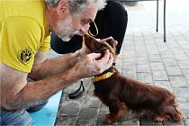 Třináct psů se svými pány ve Valticích úspěšně složili canisterapeutické zkoušky.