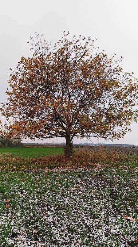 První sníh pocukroval 19. listopadu okolí Šakvic.