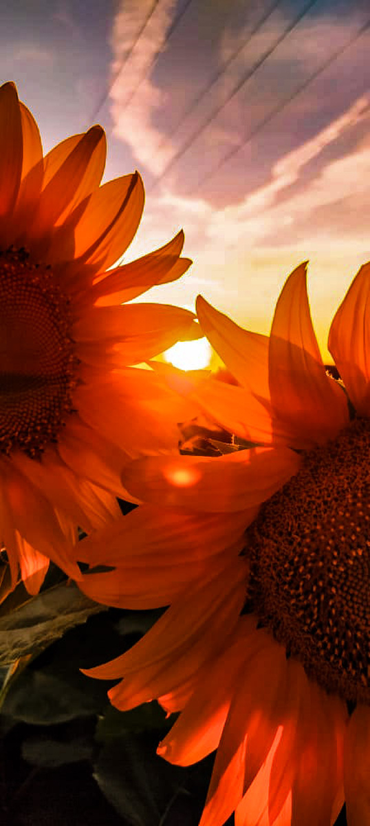 Soumrak mezi slunečnicemi. Podívejte se na rudozlatou nádheru v polích -  Olomoucký deník