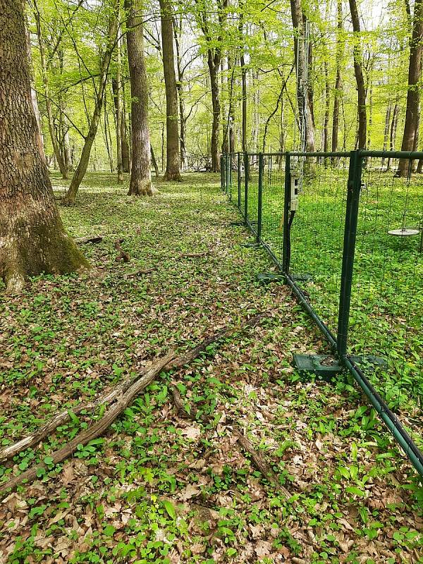 Fotografie u oplocenky pořídili lesníci na konci dubna.