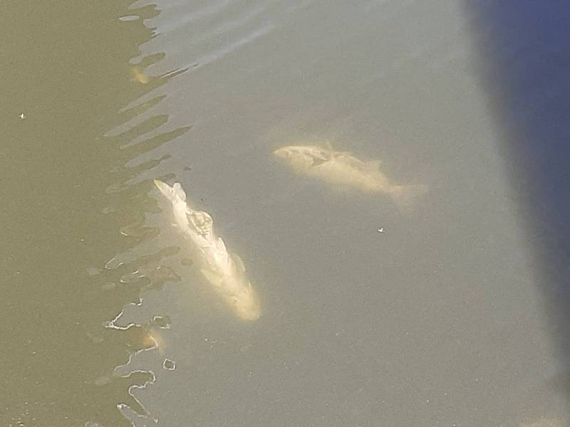 Po řece Dyji plují stovky uhynulých ryb.