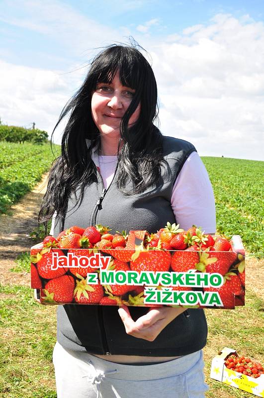 Samosběr jahod v Moravském Žižkově