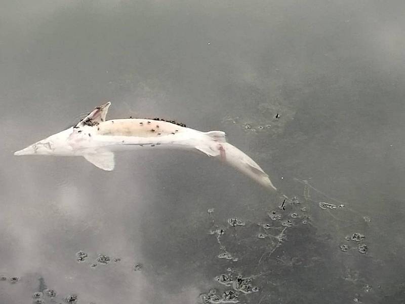 Po třetím úhynu ryb v Dyji o uplynulém víkendu rybáře překvapilo, že se stále častěji na hladině objevují také těla uhynulých chráněných jeseterů. Foceno 14. srpna.