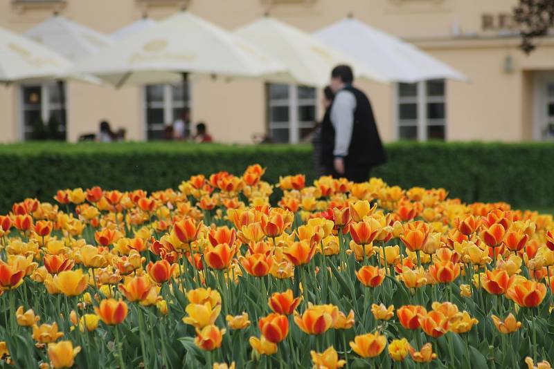 V parku lednického zámku letos vysadili třicet tisíc tulipánů.