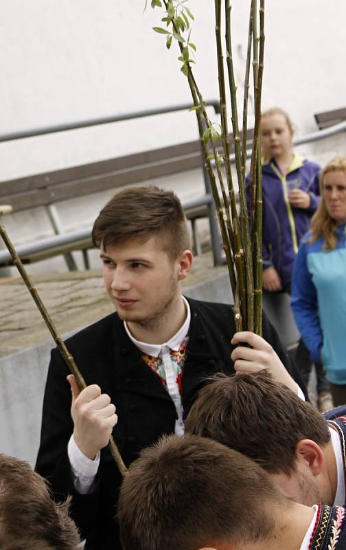 Mladí muži z němčičské chasy se pustili do pletení více než desetimetrové pomlázky.