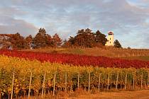 Vinohrad u obce Zaječí hraje podzimními barvami. Sledujte tu nádheru