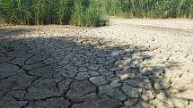 Důsledky letního sucha u rybníka v Šakvicích.