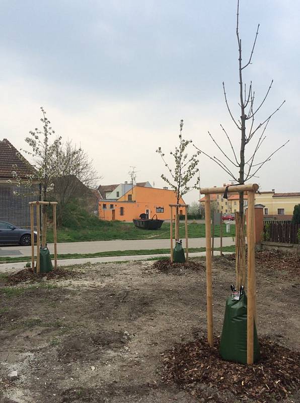 Speciální vaky k zavlažování mladých stromků testovali letos i v Mikulově.