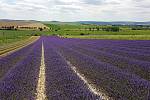 Levandulová farma ve Starovičkách na Břeclavsku.