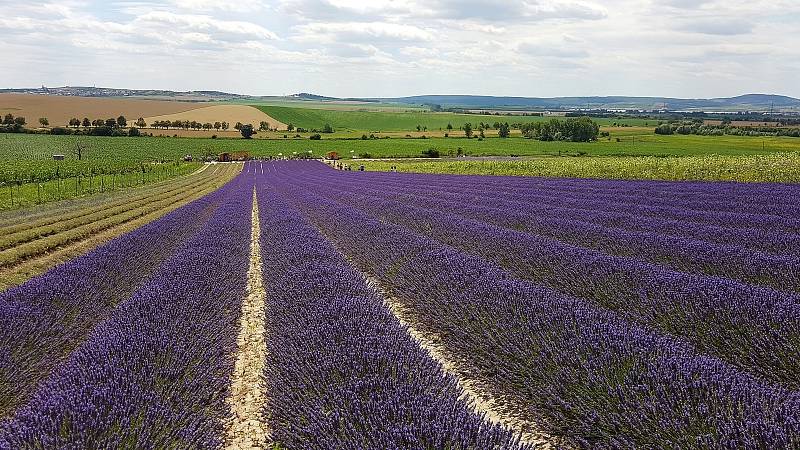 Levandulová farma ve Starovičkách na Břeclavsku.