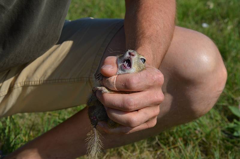 Pracovníci brněnské ZOO vypouštějí sysla kolem břeclavského travnatého letiště.