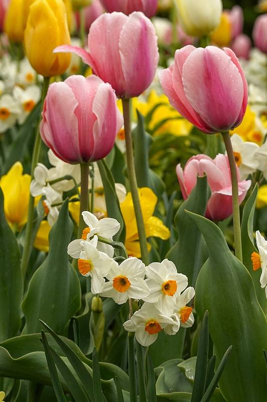 Tulipánová nádhera i letos zdobí zámecký park v Lednici na Břeclavsku.