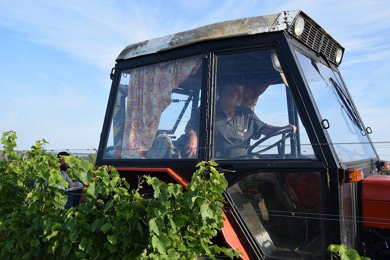 První hrozny raritní odrůdy Augustovskij posbírali na burčák v úterý ráno vinohradníci ve vinicích Chateau Valtice v Dolních Dunajovicích. První letošní burčák bude ve Valticích v prodeji už v sobotu.