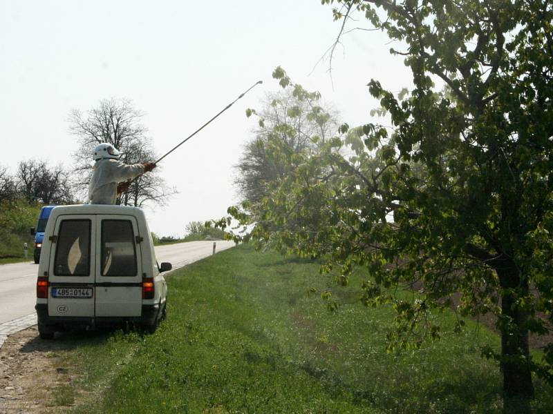 Soukromá firma ze Svatobořic – Mistřína stříká stromy a keře na Hustopečsku proti housenkám bekyně zlatořitné.