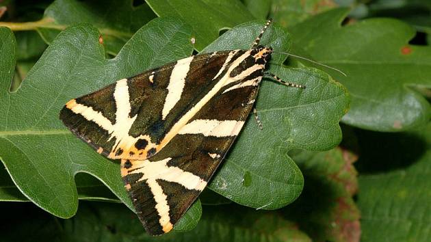 Přástevník kostivalový je motýl z čeledi přástevníkovitých. 