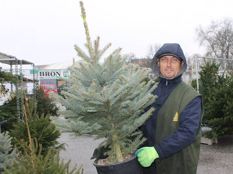Prodejce před břeclavským hypermarketem Lidl začal prodávat vánoční stromky už v pátek.