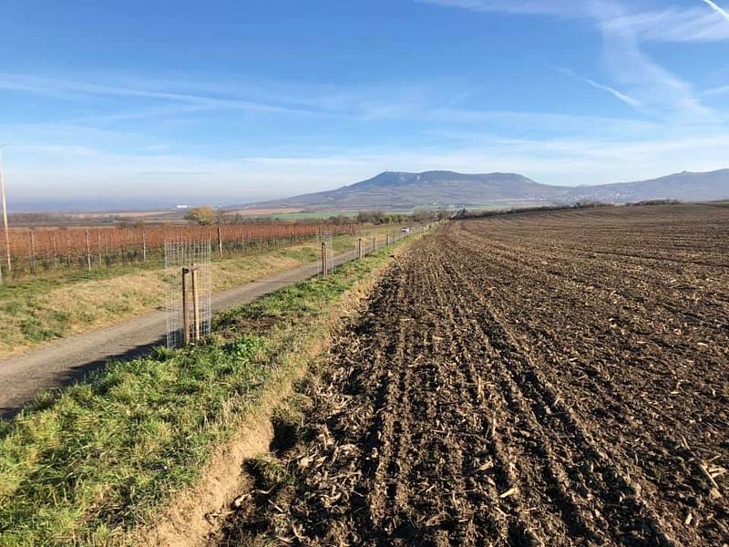 Vinaři ze spolku Dunajovické kopce se ujali výsadby Povidlové aleje, starat se o ni budou se členy mikulovského Okrašlovacího spolku, který výsadbu inicioval. Foto: Helena Prokešová