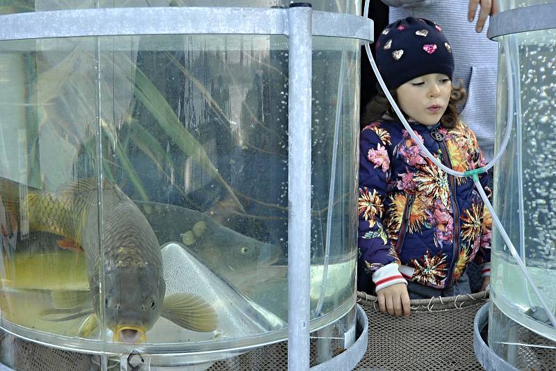 Na slavnostní  výlov Vrkoče u Pohořelic se přišly podívat desítky tisíc lidí, spořádají sedm tun rybích specialit.