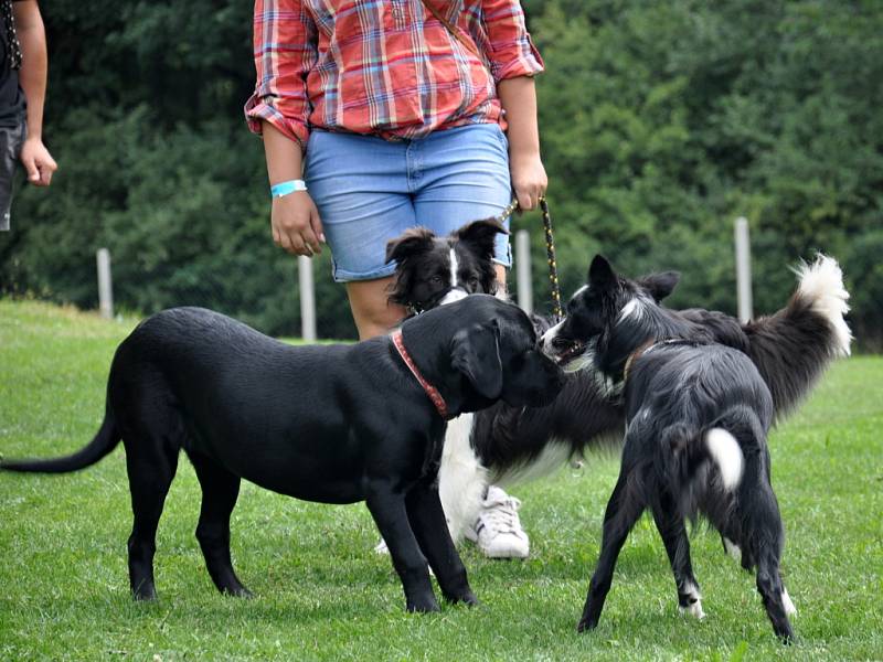 V Černohorském psím ráji bylo v sobotu veselo. Na Setkání přátel a kamarádů čtyř tlapek a vlhkých čumáků si pořadatelé připravili celodenní program pro páníčky a jejich psy, plný her a soutěží.