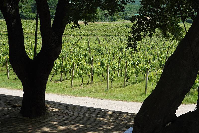 Chorvatské vinařství Pavlomir v městečku Novi Vinodolski.