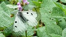 Chráněného motýla jasoně dymnivkového v oboře Bulhary na Pálavě téměř vyhubilo nevhodné hospodaření Lesů České republiky. Tvrdí to entomologové.