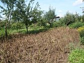 Zemědělci na Břeclavsku si zoufají. Extrémně vlhké počasí je obírá o úrodu. Plísně napadají brambory, okurky, rajčata, ale také vinice.