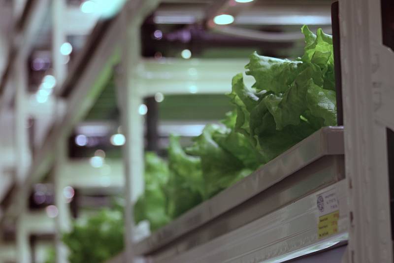 V Břeclavské Fosfě pěstují saláty bez pesticidů, v takzvané vertikální farmě.