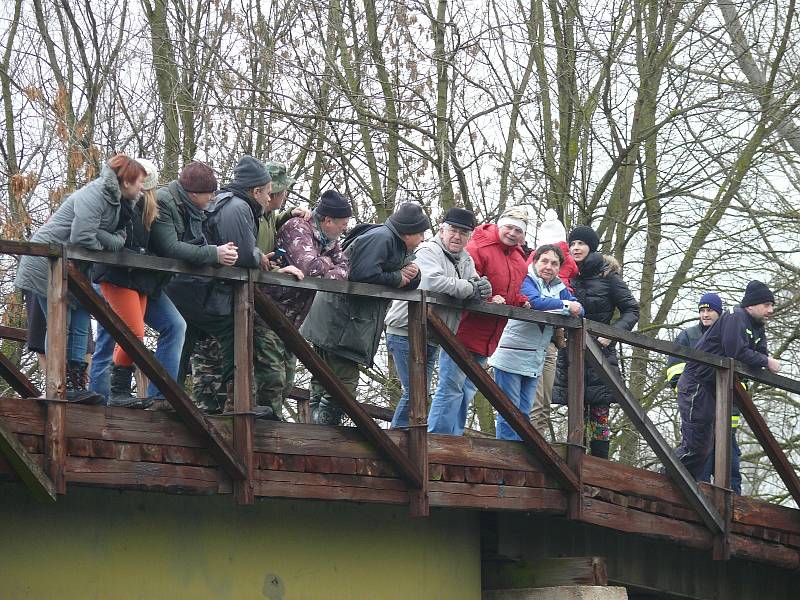 Do ledové Dyje se ponořilo u Pohanska přes osmdesát plavců.