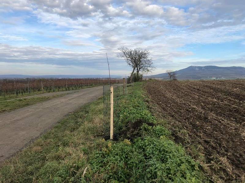 Vinaři ze spolku Dunajovické kopce se ujali výsadby Povidlové aleje, starat se o ni budou se členy mikulovského Okrašlovacího spolku, který výsadbu inicioval. Foto: Helena Prokešová