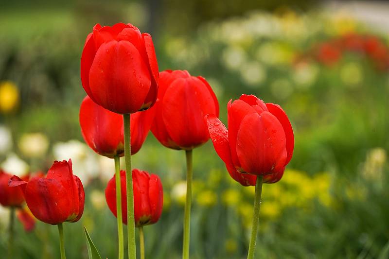 Tulipánová nádhera i letos zdobí zámecký park v Lednici na Břeclavsku.