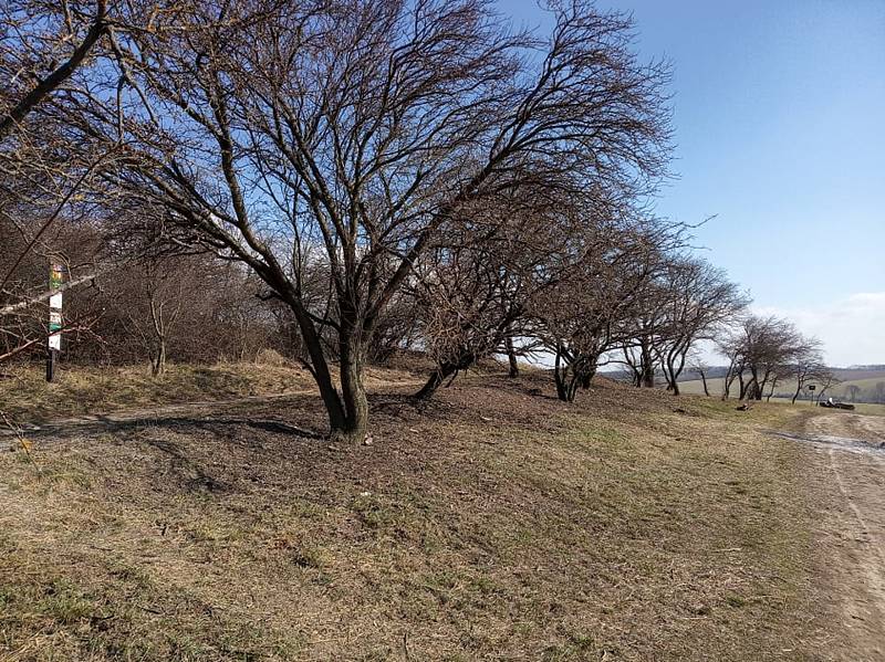 Pálavští strážci přírody měli brigádu pod Tabulovou horou. Foto: Jiří Matuška