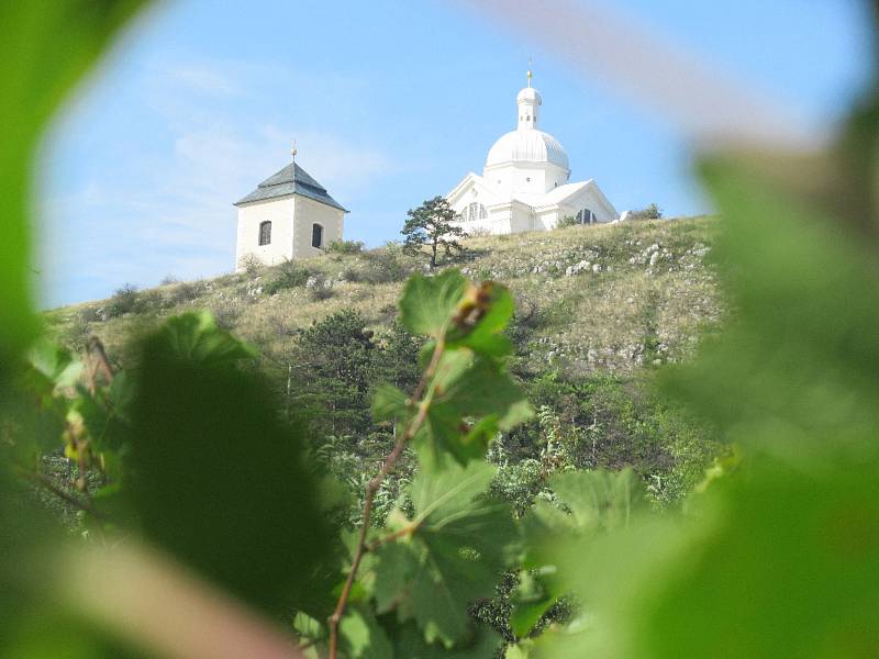 Svatý kopeček z vinic. Foto:  Petr Pelikán