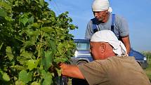 První hrozny raritní odrůdy Augustovskij posbírali na burčák v úterý ráno vinohradníci ve vinicích Chateau Valtice v Dolních Dunajovicích. První letošní burčák bude ve Valticích v prodeji už v sobotu.