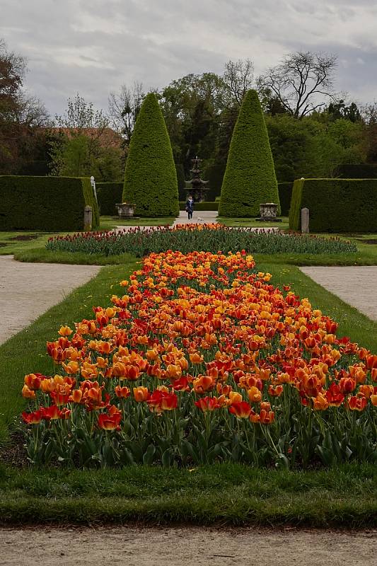 Tulipánová nádhera i letos zdobí zámecký park v Lednici na Břeclavsku.