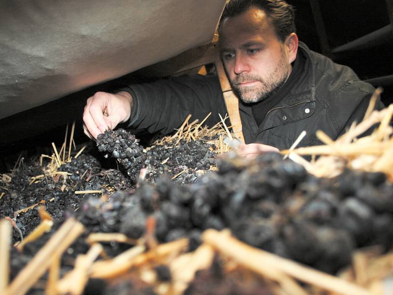 Petr Marcinčák z Mikulova kontroluje hrozny, které na půdě haly jeho vinařské firmy v Novosedlech leží už několik měsíců na slámě.