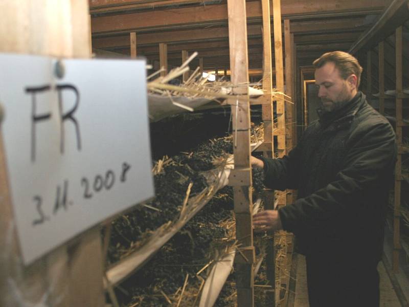 Petr Marcinčák z Mikulova kontroluje hrozny, které na půdě haly jeho vinařské firmy v Novosedlech leží už několik měsíců na slámě.
