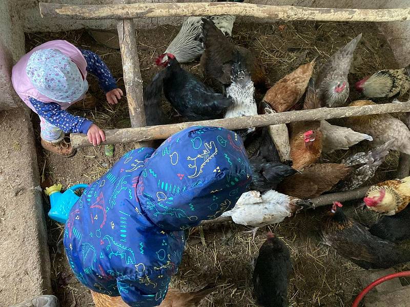 Farma manželů Drtílkových v Hlohovci na Břeclavsku je nyní jako ostatní chovy v okolí kvůli výskytu ptačí chřipky v ochranném pásmu. Drůbež přemístili do skleníku. FOTO: KLÁRA DRTÍLKOVÁ