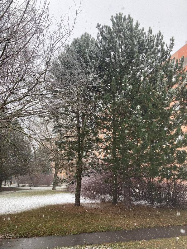 První sníh napadl v pátek i v Brně.